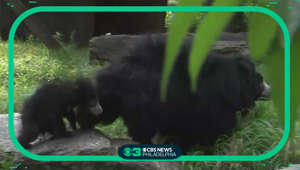 Sloth bear cubs get named after Philadelphia sports players