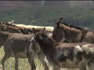 Donkey's released in Cripple Creek