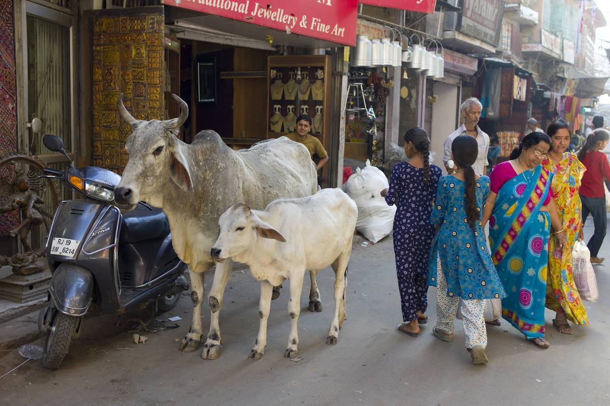 <p>You might have thought it was just a cliché, but cows actually do wander the streets of India, even making their way through major cities. Cows are held in high esteem by Hindus, so give the cows some space and go on your merry way. </p>