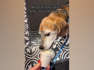 Watch: Beagle Has First Puppacino