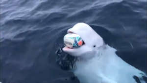Man throws rugby ball for beluga suspected to be trained whale Hvaldimir