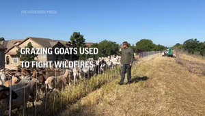 Grazing goats used to fight wildfires under threat
