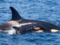 Un grupo de orcas embiste un velero en el Estrecho de gibraltar