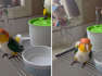 Parrots enjoy relaxing bath in kitchen sink
