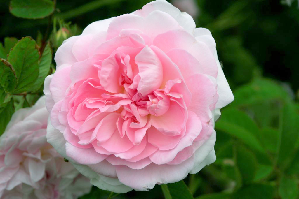 10 Thornless Rose Bushes So You Can Prune Without Scratches