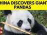 Scientists Discover Prehistoric Carnivorous Giant Panda | Giant Panda In China | News18