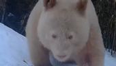 Infrared cameras capture world's only known albino panda bear