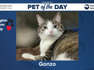 Pet of the Day: Gonzo