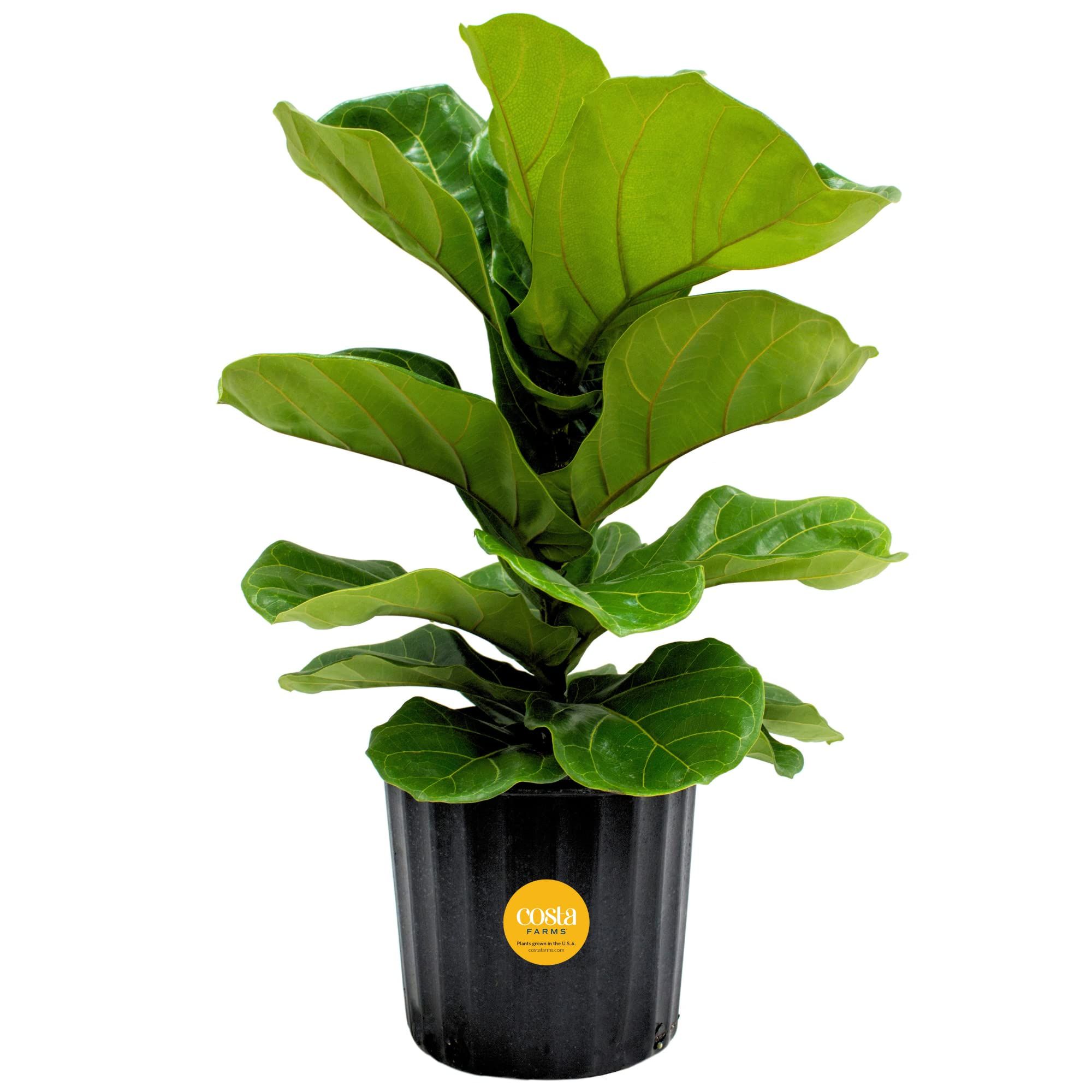 Buy A Fiddle Leaf Fig Tree For Only $30 From Amazon's Huge Plant Sale