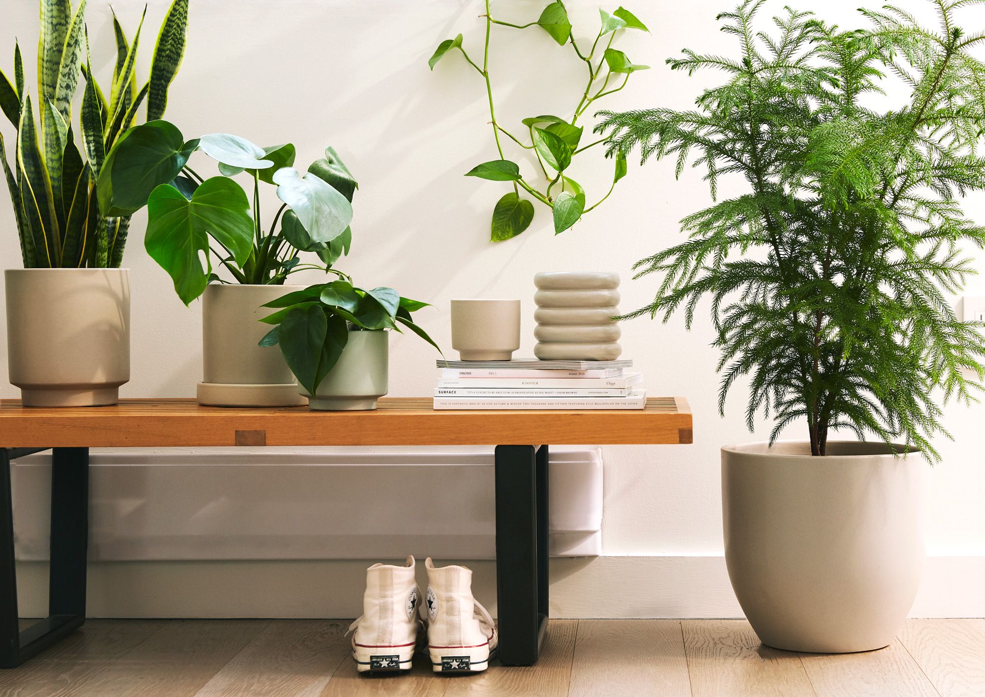 The One Houseplant Every Stylist Swears By