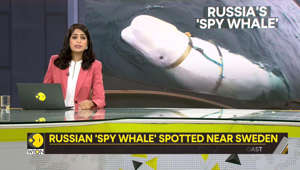 Gravitas: Russian 'spy whale' spotted near Sweden
