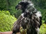 Bald eaglet rescued by wildlife officials after falling from collapsing nest in Virginia