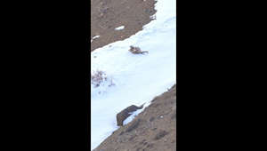 Rare footage of snow leopard cubs playing in the snow