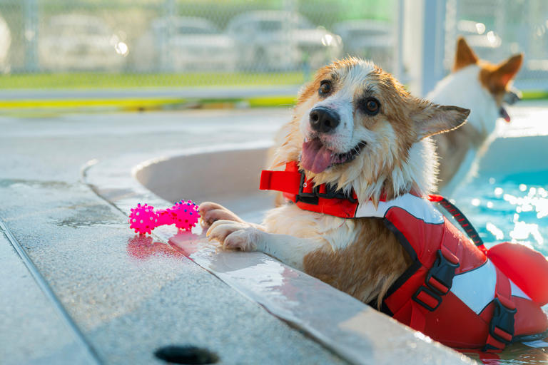 8 Tips To Throw The Ultimutt Dog Pool Party For Fun In The Sun