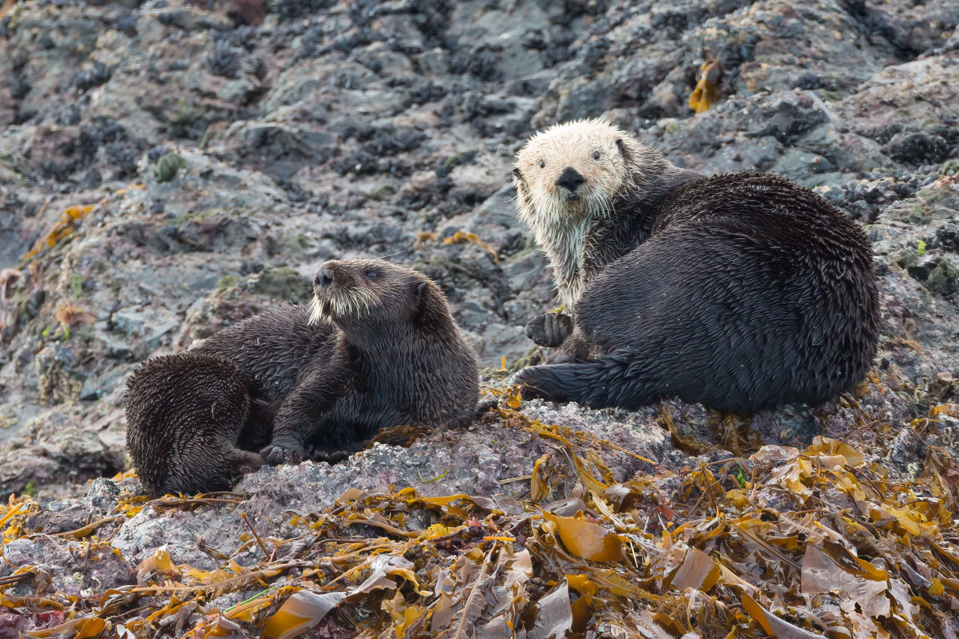 How sea otters can help fight climate change