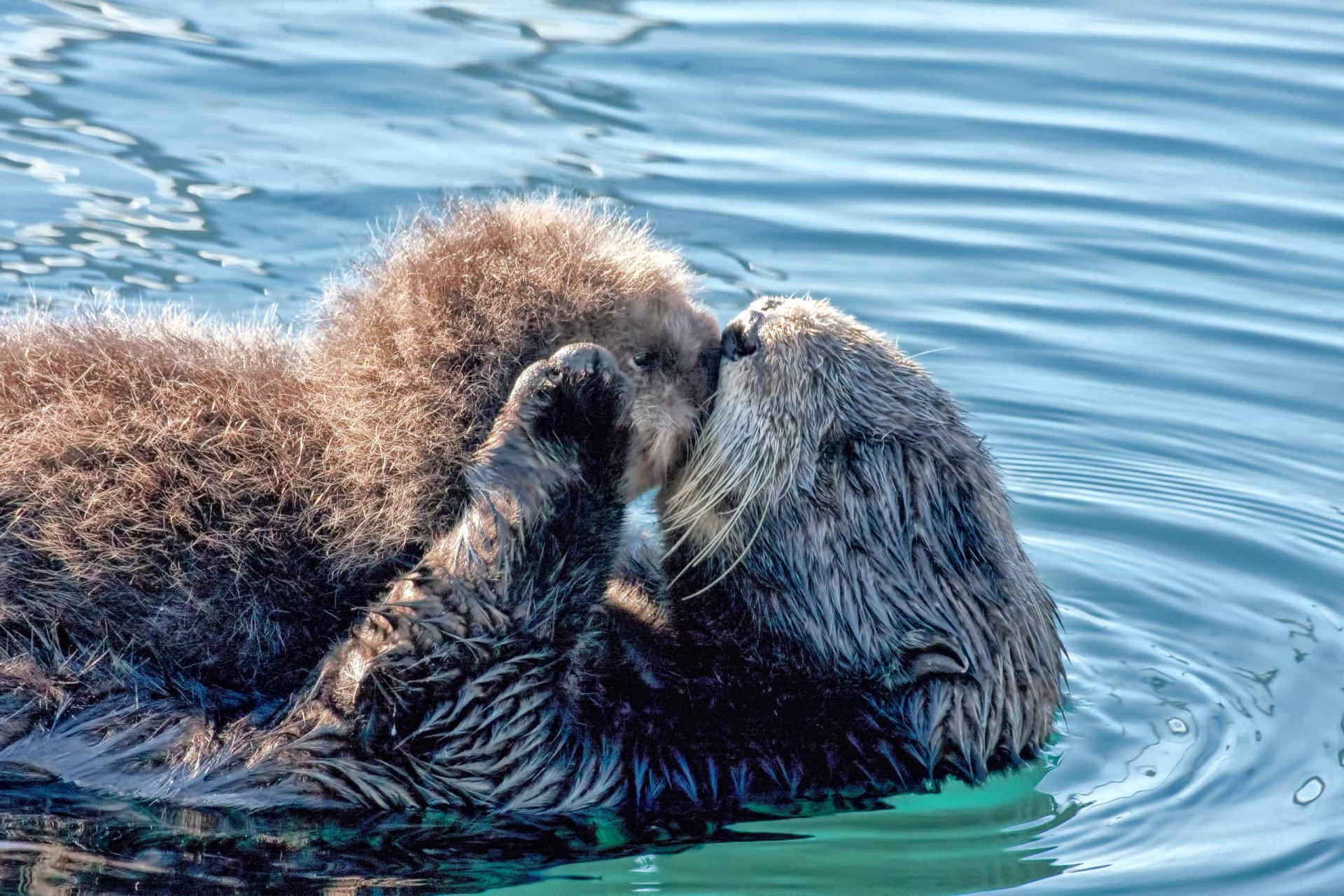 How sea otters can help fight climate change