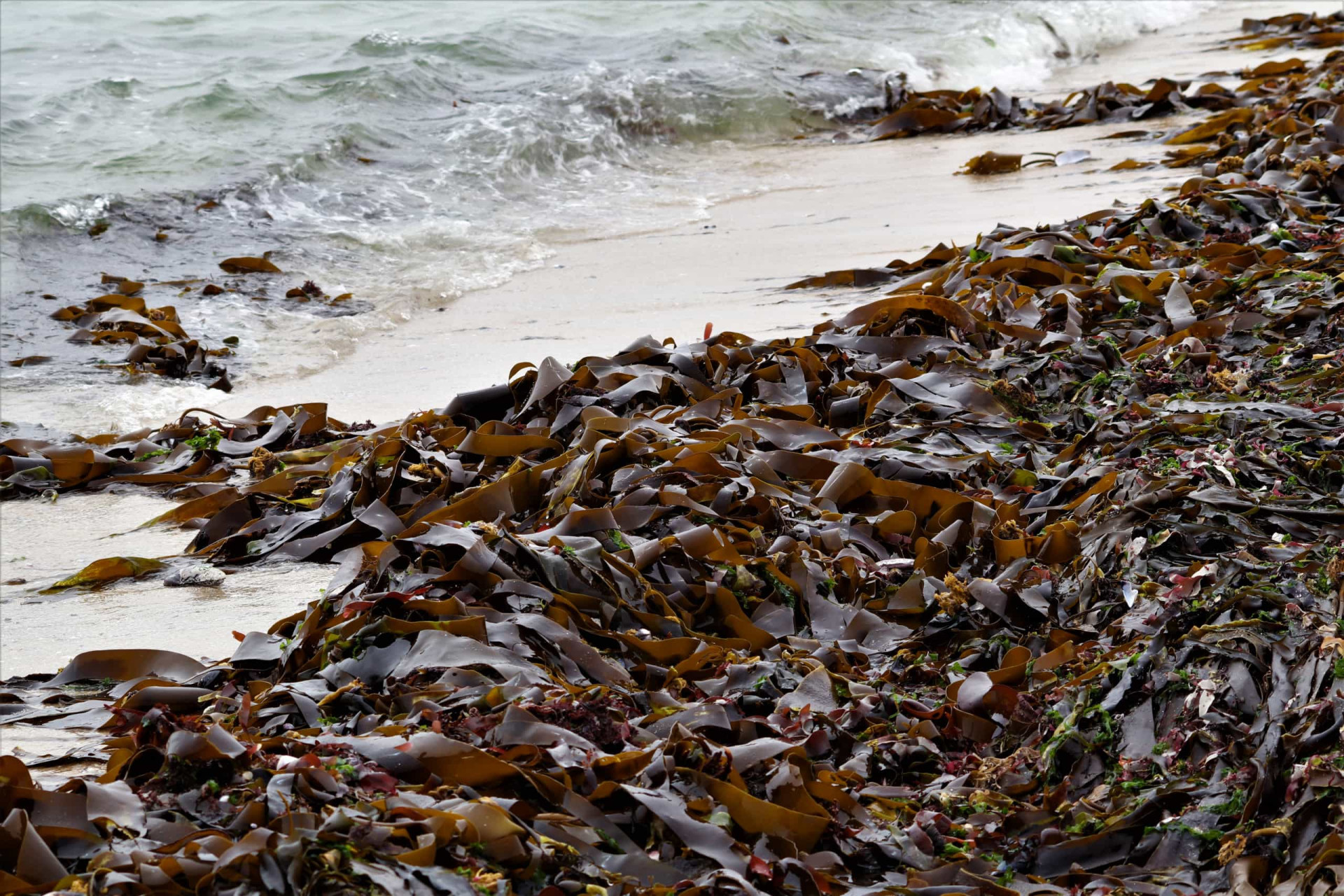 How sea otters can help fight climate change