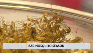 Yes, this mosquito season has been especially bad -- here's why