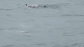 Great White Sharks Filmed Feasting on Dolphin Over Memorial Day Weekend