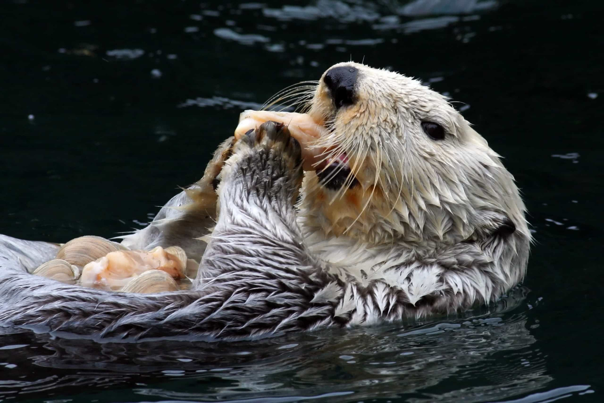 How sea otters can help fight climate change