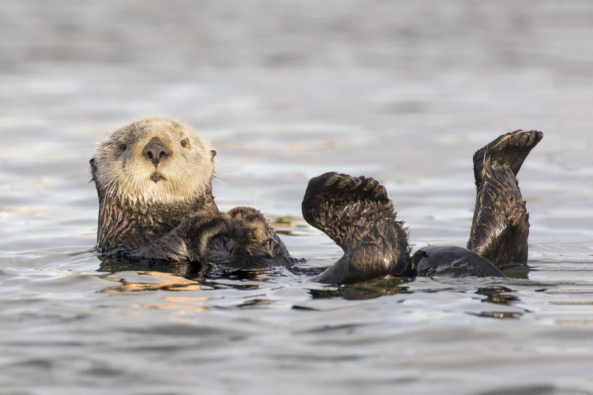 How sea otters can help fight climate change