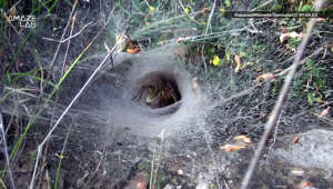 The funnel-web spider is the deadliest arachnid in the world. While it’s something you no doubt want to stay away from no matter the situation, researchers now say that its potent venom changes depending on its mood.