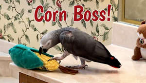 Talking parrot shows corn toy who is boss