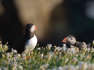 Puffins take in the sun on Saltee Islands as Ireland basks in warm weather