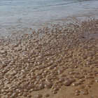 De très nombreuses méduses se sont échouées sur le littoral atlantique en cette fin du mois de mai. Une présence qui pourrait être provoquée par la hausse de la température de l’eau.