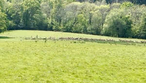 Herd of Deer Captured Running Across UK Forest