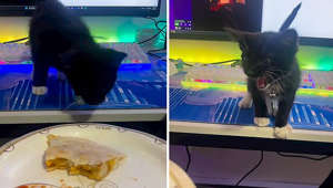 Feisty Feline: Hilarious Kitten Yells at Owner Over Stolen Food Plate!