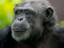 Oregon Zoo's Chimp Delilah Celebrates Milestone 50th Birthday
