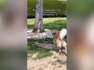 Golden Retriever Meeting The Neighbor's Dog, Then vs Now