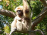 Zoo welcomes baby gibbon to first-time mom