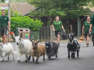 Pygmy goats tour London Zoo as part of unique fundraising challenge