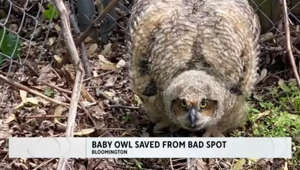 Baby owl rescued after getting stuck between fences in Bloomington