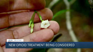 New opioid treatment being considered