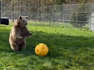 Playful Brown Bears Learn How To Be A Goalie