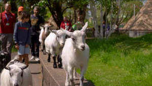 The important reason these goats are racing 'around the world'