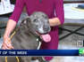 Pet of the Week for May 31: Meet Shau