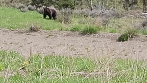 Grizzly Bear Charges at Car