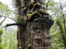 "Urgroßvater" in Chile ist ältester Baum der Welt