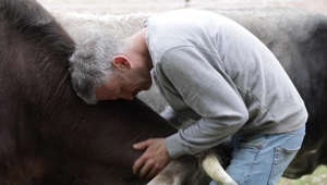 Die andere Seite sehen – „Kuhflüsterer“ gibt Nutztieren eine Stimme
