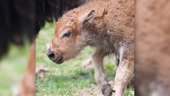 See The Adorable Baby Bison Born At Pennsylvania Park