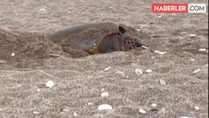 Çıralı Plajı'nda deniz kaplumbağaları yuvalama dönemi başladı