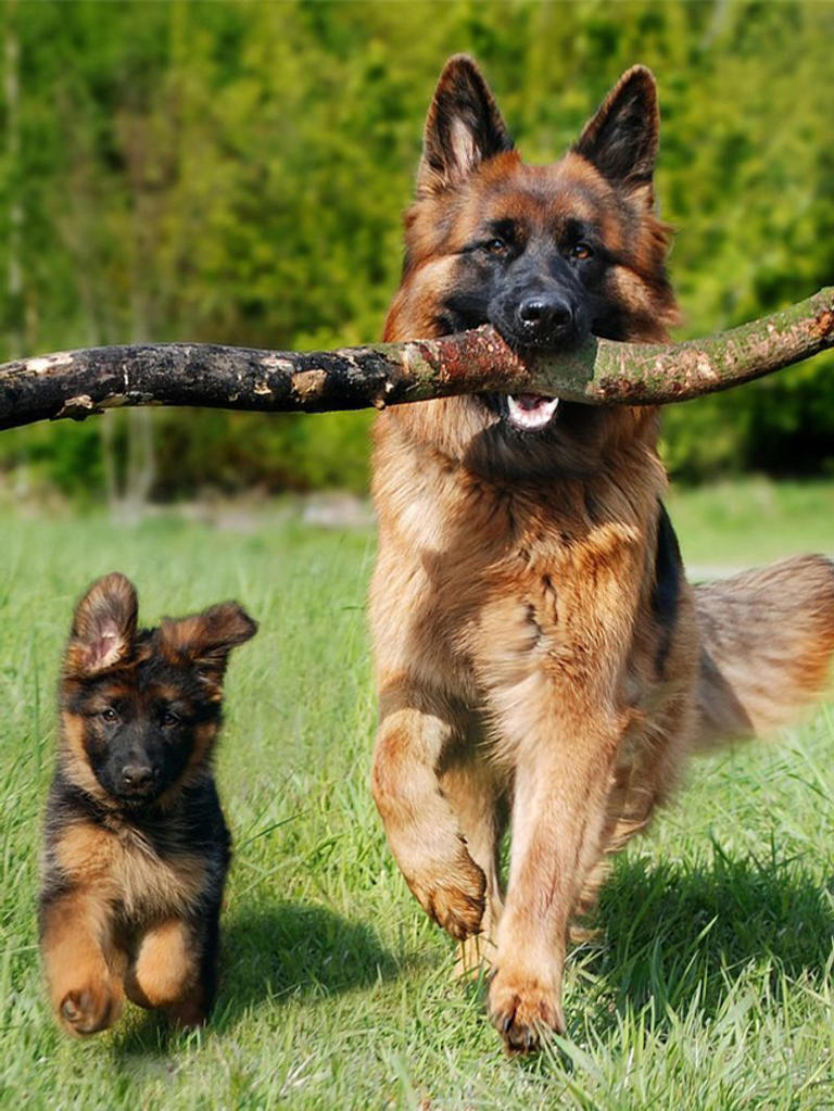 German Shepherd to Golden Retriever-7 dog breeds that shed most