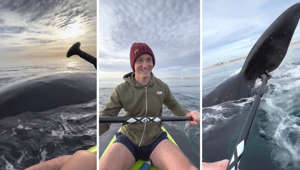 Des kayakistes approchés par des baleines curieuses en Argentine