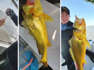 Thrilled fisherman catches rare golden croaker fish worth thousands