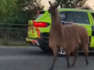 Runaway llama stops traffic in Lancashire