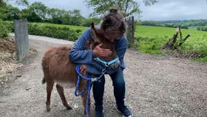 Stolen baby donkey named Moon returns to Hampshire home